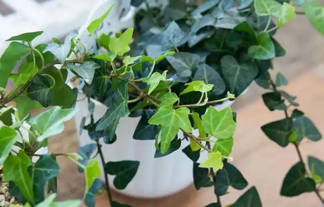 安祖花,适合懒人,新手养的六种花(安祖花图片)