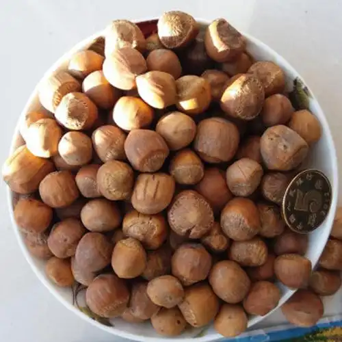 手拍毛榛子500g东北特产