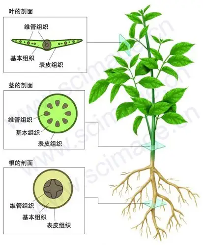 做大事之前先做好小事植物著作配图