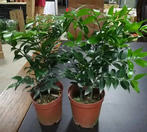 竹柏(竹柏的功效与作用)