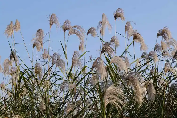 芦花似雪风飞扬