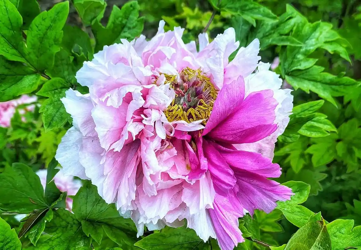 二乔牡丹花,别名洛阳锦,牡丹名品种之一.(牡丹花,摄于洛阳) 67