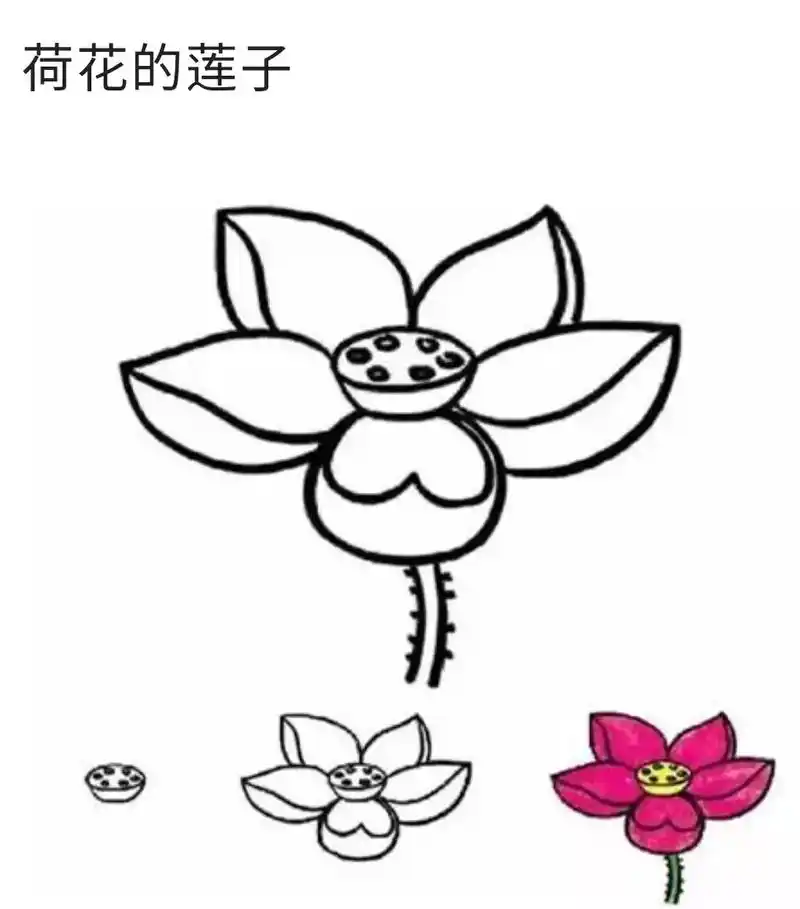 荷花简笔画