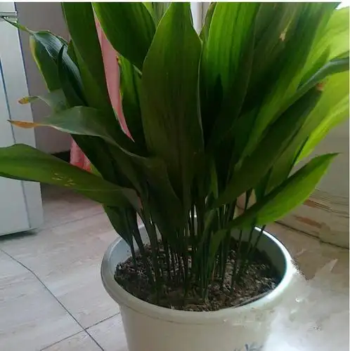 一叶兰的花语及其生长习性