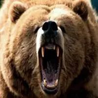 日本黑熊不开心表情包_微信头像图片大全