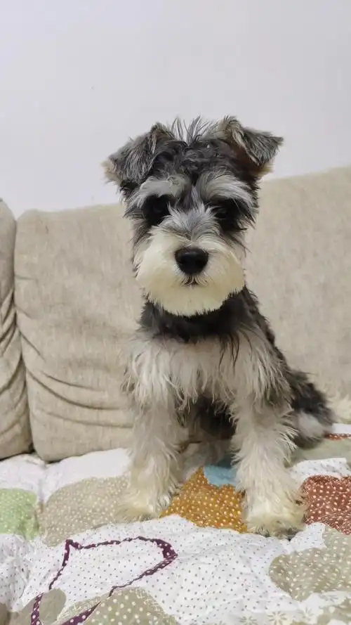 捡到一只雪纳瑞,麻烦各位家长给看看应该多大了