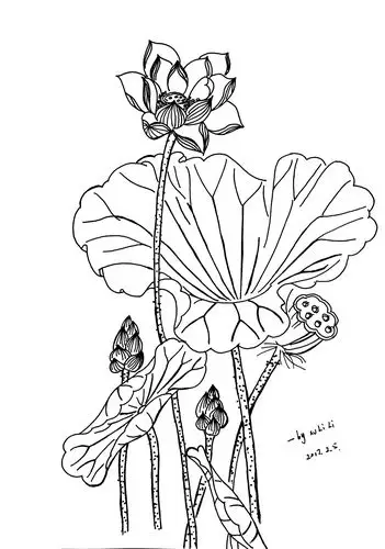 荷,愿日子简单如白描