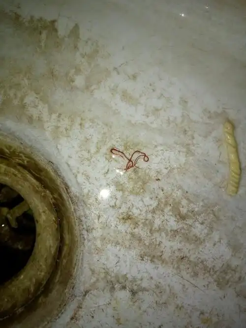 在洗碗池的下水口里钻出来的细长的小虫子是什么?怎么治理.以上图.