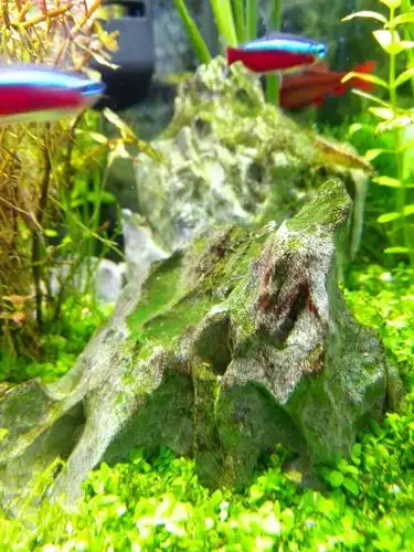 一周年的缸爆褐藻是什么原因?