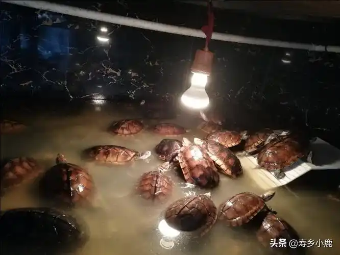 石金钱龟养殖黄喉拟水龟