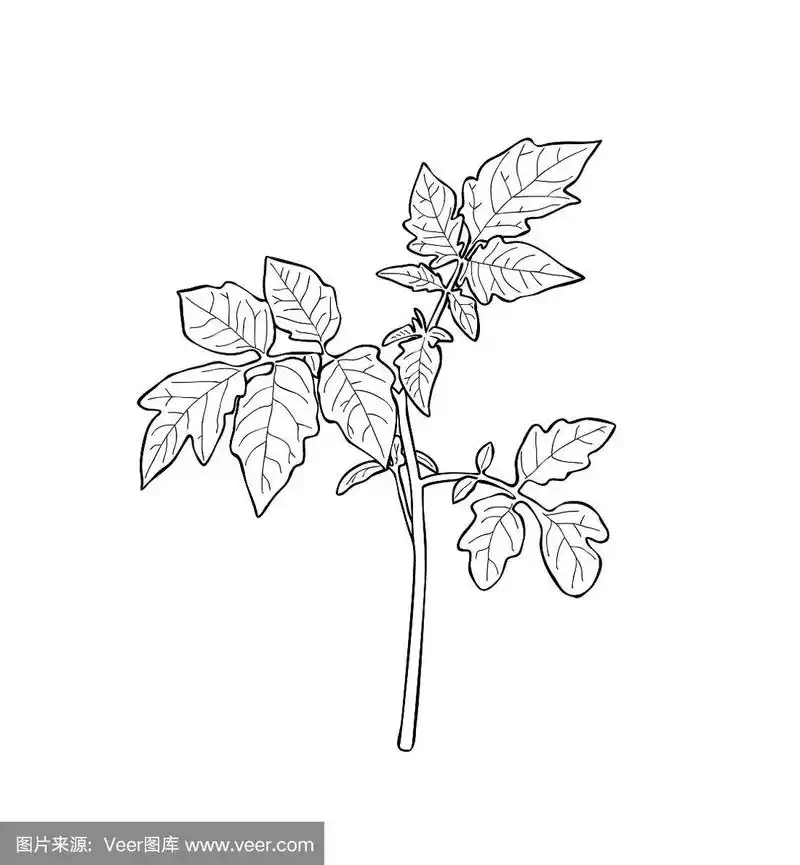 绘画插图,西红柿,矢量,秧苗,垂直画幅