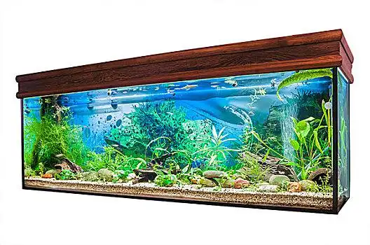 水族箱,白色背景,背景