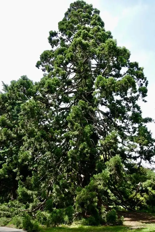 公园中巨木参天,枝繁叶茂.