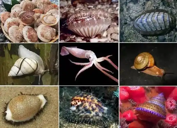 风景般的贝壳_软体动物