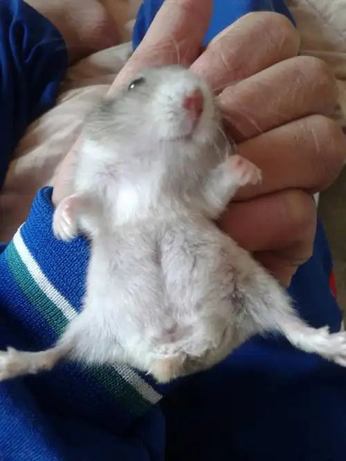 仓鼠怀孕了是什么样子的?