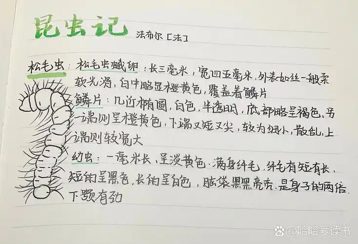 昆虫记|昆虫档案|松毛虫