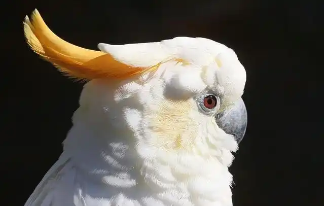 橘冠凤头鹦鹉的头冠会竖立起来,就像一朵盛开的葵花,非常漂亮哦!