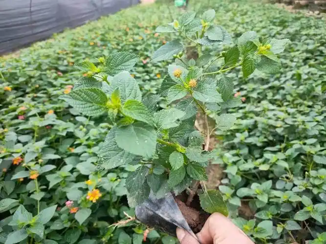 批发五色梅袋苗 行情 漳州五色梅种植基地出售