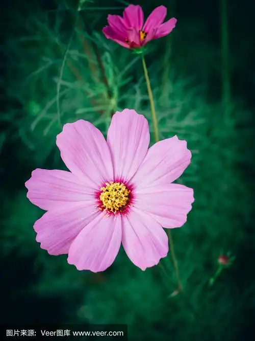 大波斯菊,特写,自然美,自然,黄色