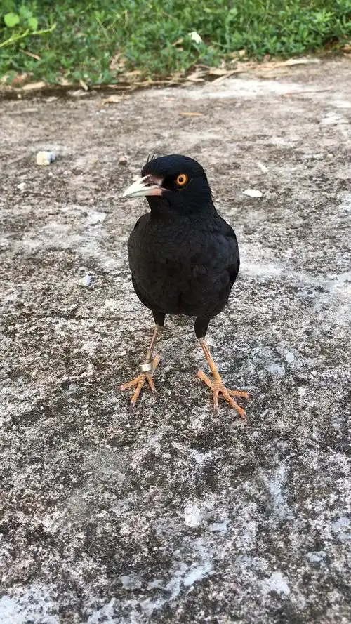 邻居家养的乌鸦看见我手里拿吃的就跟我打招呼问我是谁