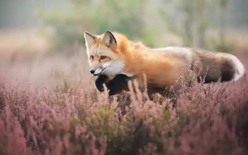 狐狸在野花里散步 壁纸 - 1920x1200