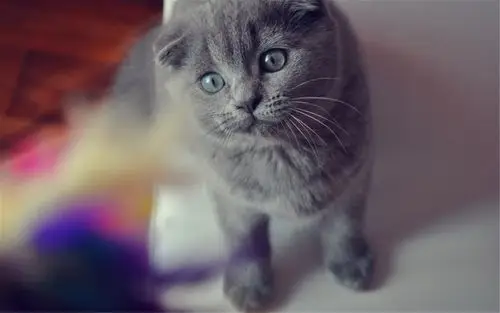 可爱的喵星人灰色苏格兰折耳猫电脑桌面壁纸下载