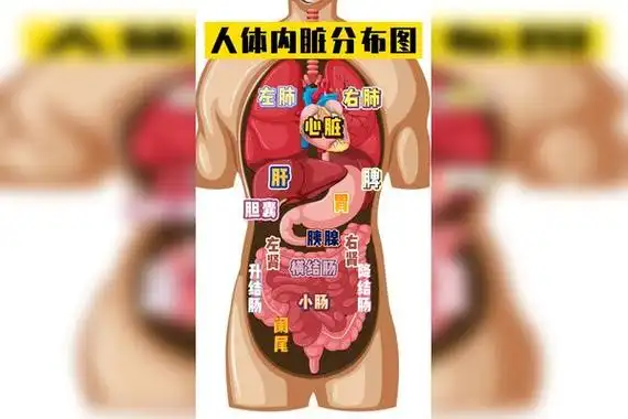 五脏六腑的位置