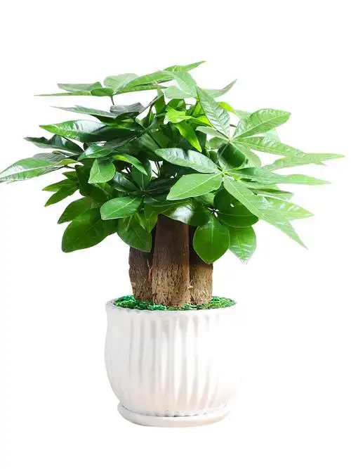 发财树盆栽植物室内花卉绿植客厅养活办公室招财绿植