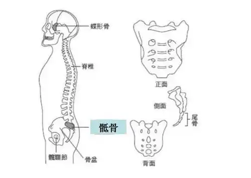 聪明守护你的"骶骨",远离久坐之伤