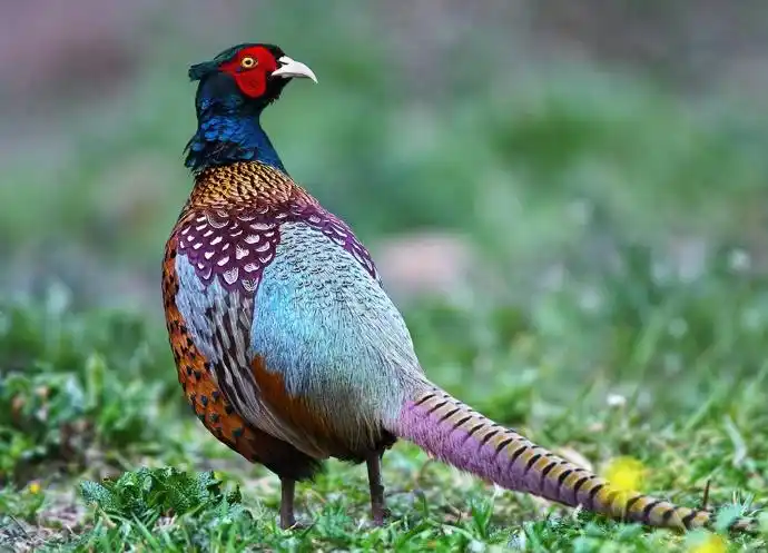 飞禽世界(十八)七彩山鸡