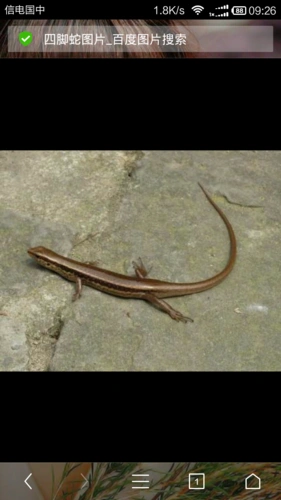 请问一下这个是什么蜥蜴啊?有毒吗