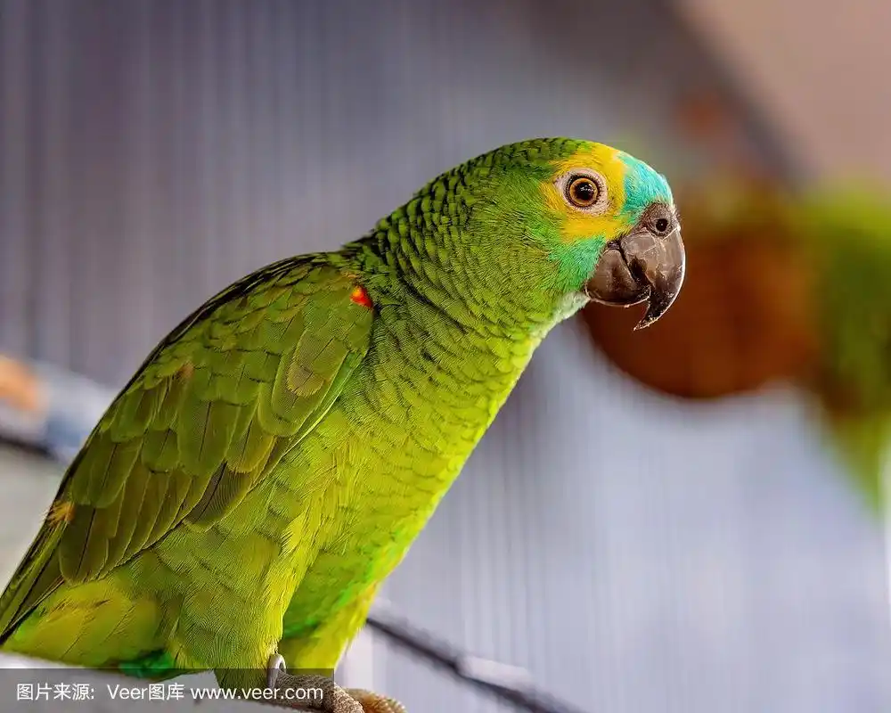 亚马逊蓝头鹦鹉