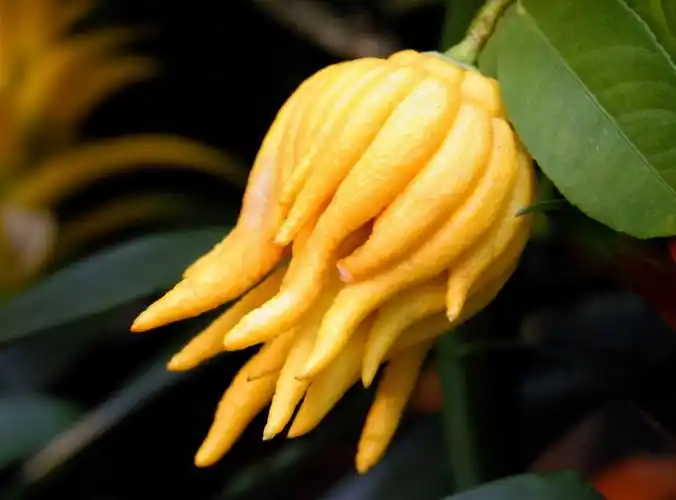 金佛手:1年能开2次花,而果实外形奇特而出名,真的中看不中用?