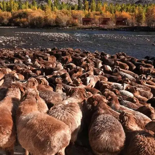 哈萨克的羊儿洁净.北疆的山水清纯,只只被洗得招人爱怜.