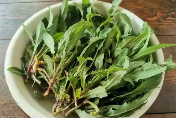 苦马菜叫什么,四川的苦麻菜学名叫什么?图2