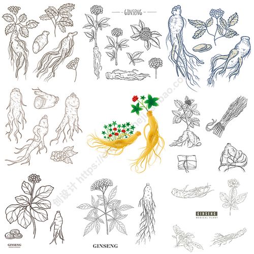 人参插画 手绘线描滋补药材图案线稿 ai格式矢量设计素材