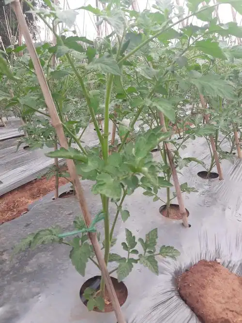 西红柿能不能放冰箱冷藏保存_大全-幸福起航