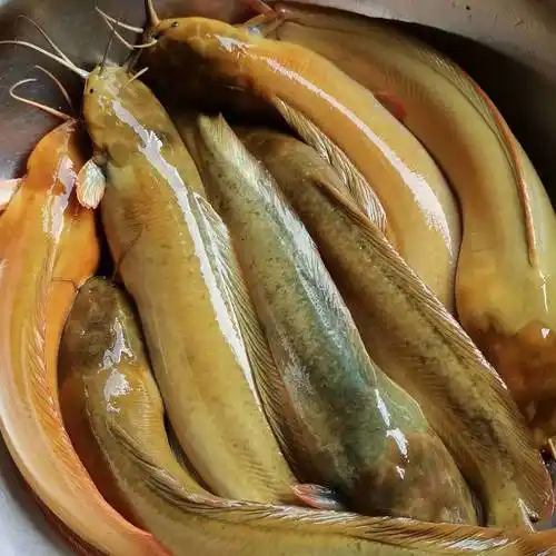 本地塘鲺 本地塘角鱼