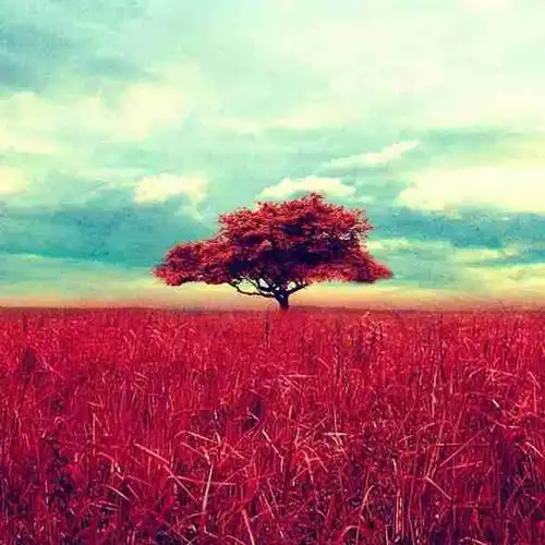 唯美森林茂密耸立的参天大树高山大树微信头像【点击鼠