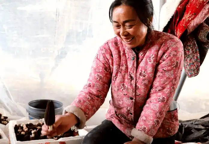 扎根黄土地的"菏泽牡丹"们:劳动的女人最美_种植_直播_成武县