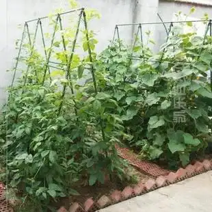 庭院花藤葡萄瓜果支架葫芦架子盆栽支撑杆葫芦爬藤屋顶大棚新款.