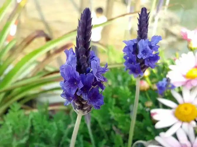 羽叶薰衣草花图片羽叶薰衣草图片羽叶薰衣草植物图片