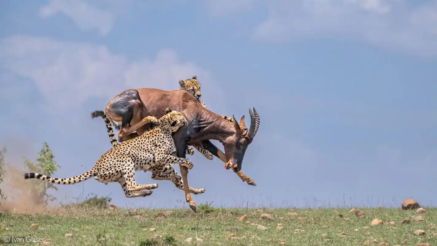 猎豹捕猎大羚羊显得那么的惊心动魄,大羚羊的体型大小与猎豹差不多,单