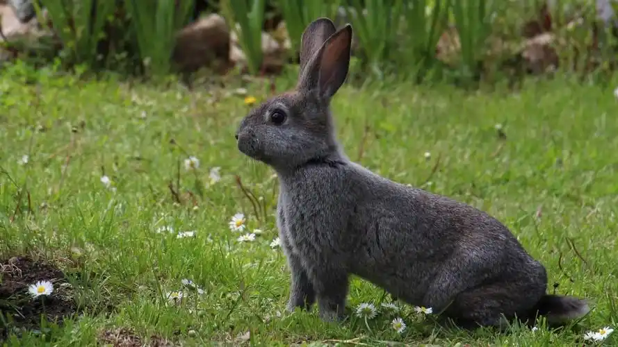 野兔图片大全大图1366x768分辨率查看