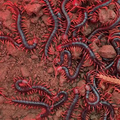 伟博活体蜈蚣龙鱼发色饲料泡酒斗鸡斗鸟16厘米以上红头黄脚15条