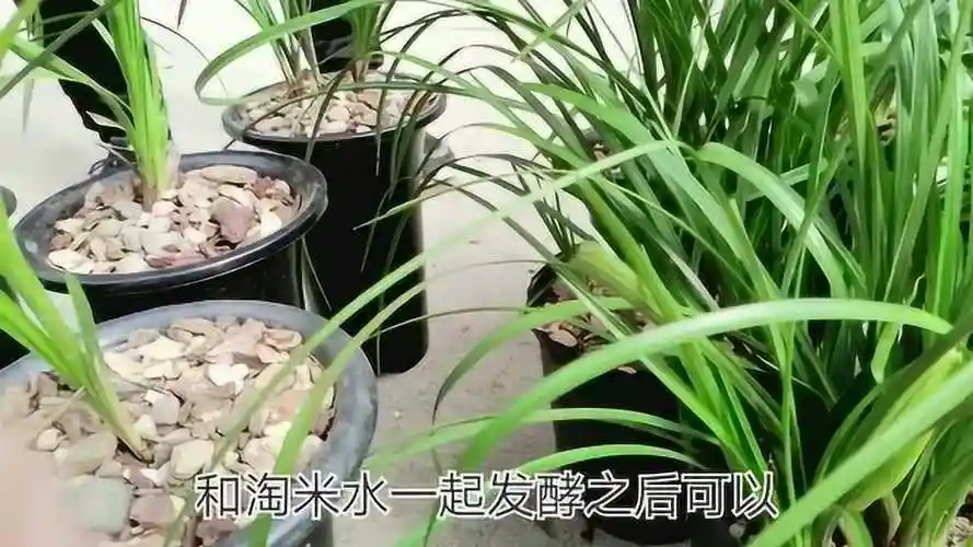 兰花的肥很重要淘米水加它一夜长了不少
