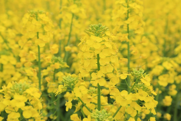 穿越一路油菜花海中[武汉-荆州参加婚礼途中]