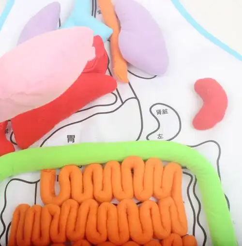 人体消化系统肚兜围裙器官模型粘贴玩具幼儿园科学科学实验