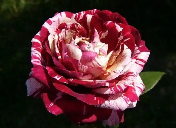 月季——胡里奥(julio iglesias):红色和白色条纹.