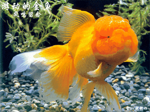 500_375gif 动态图 动图